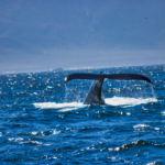 Expanded Whale Protection Program Along California Coast 2026