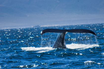 Expanded Whale Protection Program Along California Coast 2026