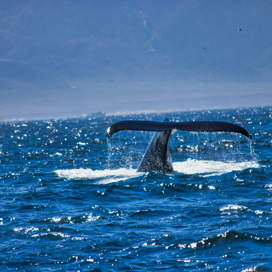 Expanded Whale Protection Program Along California Coast 2026