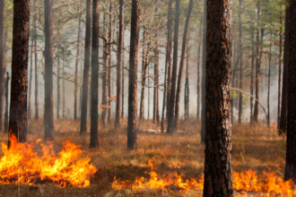 Mono County Prescribed Fire Plan: 6 Key Forest Updates in 2026