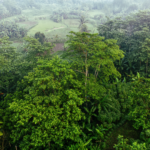 Remarkable Return of California Kelp Forests Boosts Coastal Ecosystems 2026