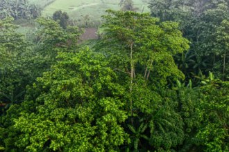 Remarkable Return of California Kelp Forests Boosts Coastal Ecosystems 2026