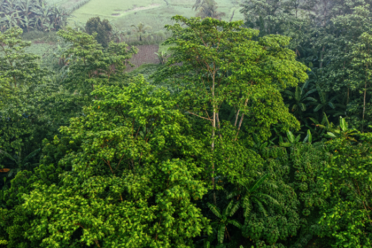 Remarkable Return of California Kelp Forests Boosts Coastal Ecosystems 2026