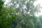 Forest Restoration Projects Expand Wildfire Prevention Efforts in 2026