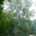 Forest Restoration Projects Expand Wildfire Prevention Efforts in 2026