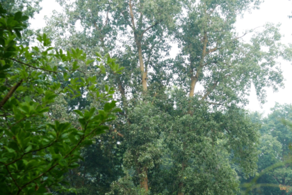 Forest Restoration Projects Expand Wildfire Prevention Efforts in 2026